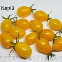 Medovaja Kaplä (Honungs Droppe) 